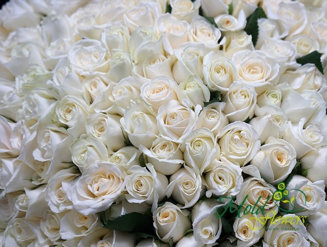 303 White Roses 50-60 cm (On order 5 days) photo